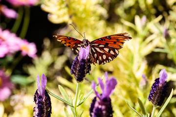 Orange butterfly (Gulf Fritillary) on purple blossoms, in Arizona's Sonoran desert. 