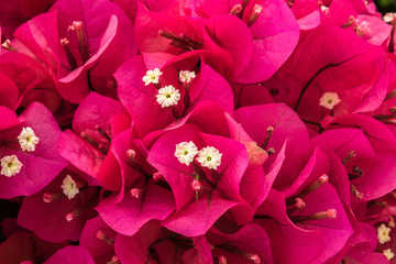 Cluster of brilliant Bougainvillea blossoms, the vivid red petals surrounding delicate white flowers.