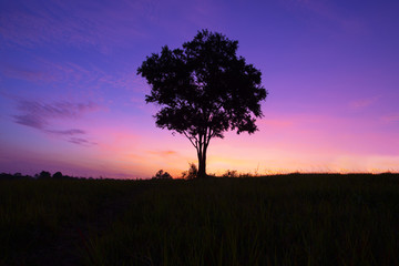 Fototapeta na wymiar Silhouette alone tree while sunset background.