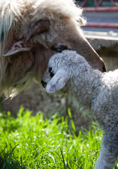 Naklejka premium newborn lamb and sheep grazing