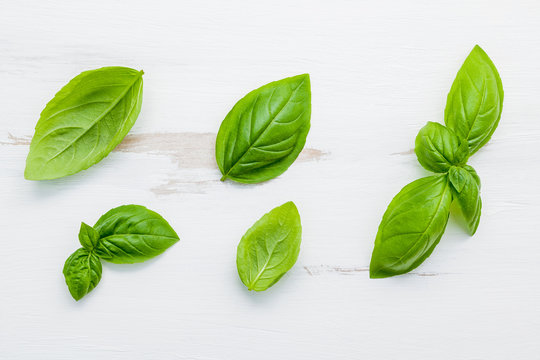 Fresh sweet green basil leaves on  white shabby wooden background. Sweet basil leaves with flat lay .