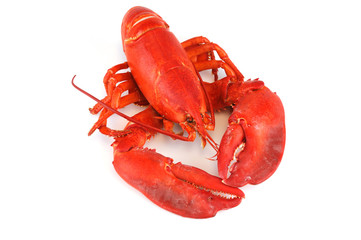 single cooked red lobster isolated on white background