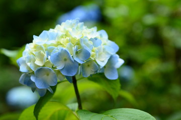 Obraz premium 梅雨のアジサイ