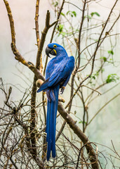 The Magnificient Hyacinth Macaw