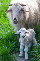 Obraz premium newborn lamb and sheep grazing