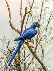 The Magnificient Hyacinth Macaw