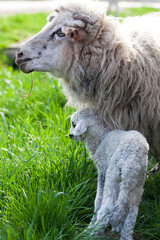 newborn lamb and sheep grazing