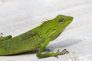 Portrait of a small green iguana in profile on the tropical island Bali, Indonesia. Close up