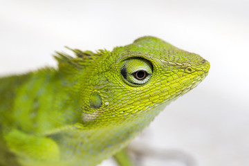 Obraz premium Portrait of a small green iguana in profile on the tropical island Bali, Indonesia. Close up