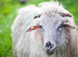 portrait of a sheep