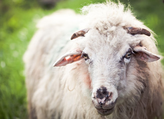 Naklejka premium portrait of a sheep