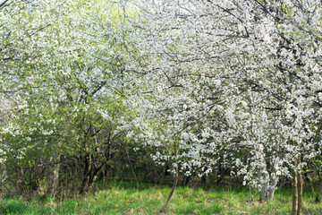 Fototapeta premium white blooming trees in orchard