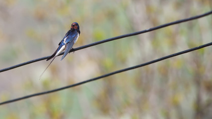 swallow in spring