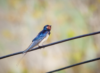 swallow in spring