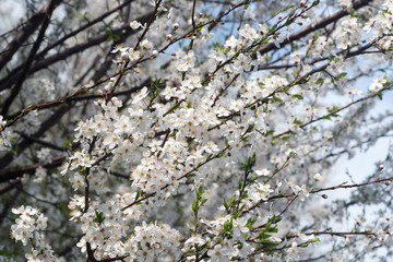white blooming tree branches in orchard