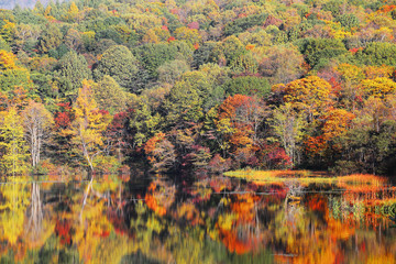 Autumn pond Scenery ~ Protected wetlands bathed in golden light and autumn foliage reflected on water at Kagami Ike ( Mirror Pond ), as beautiful as Tsuta marsh, Towada Hachimantai, Aomori, Japan
