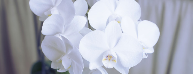 Fototapeta na wymiar Banner White Orchid on a blue background.