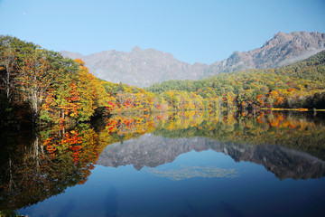 Amazing autumn lake scenery of Kagami Ike (Mirror Pond) in morning light with symmetric reflections of colorful fall foliage on smooth water & rugged Togakushi Mountain in background in Nagano, Japan