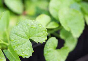 Closeup leaves of Gotu kola, Asiatic pennywort, Indian pennywort with sun light, herb and medical concept, selective focus