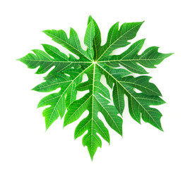 Closeup fresh papaya green leaf isoleted on white background