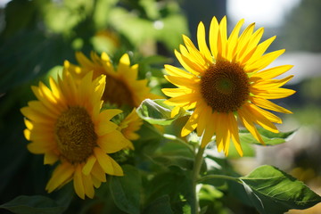 A sunflower under sunshine