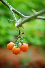 A bunch of tomato on branch blurred backgroud