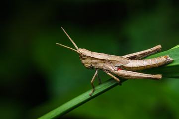 closeup shot of grasshopper in nature