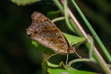 closeup shot of butterfly in nature