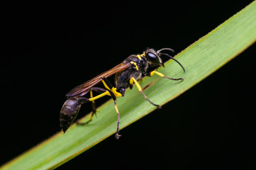 closeup shot of wasp bee in nature