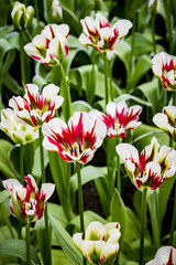 White and Red Candy Cane Stripe Tulips in Amsterdam, Netherlands