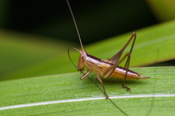 closeup shot of grasshopper in nature