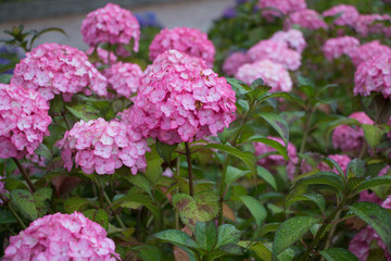 アジサイ（日本）