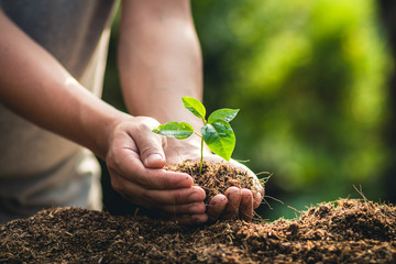 Planting trees growth passion fruit and hand Watering in nature Light and background