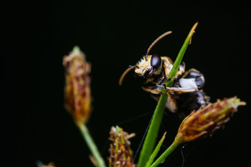 closeup shot of checkered cuckoo bee in nature