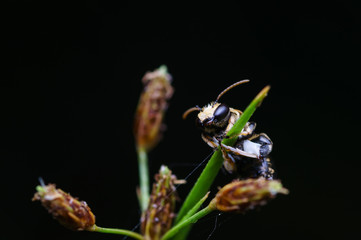 closeup shot of checkered cuckoo bee in nature