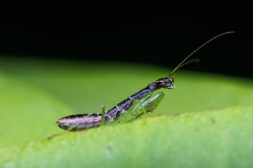 closeup shot of mantis in nature