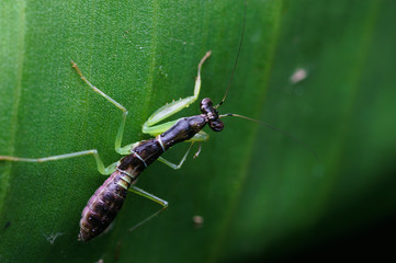 closeup shot of mantis in nature