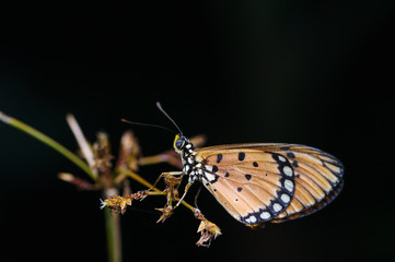 closeup shot of butterfly in nature