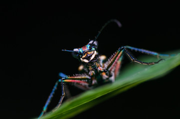 closeup shot of tiger beetle in nature