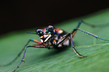 closeup shot of tiger beetle in nature