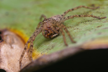 closeup shot of spider in nature