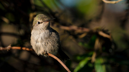Anna's Hummingbird (Juvenile/Immature) Perched on Branch, Closeup - 201150405
