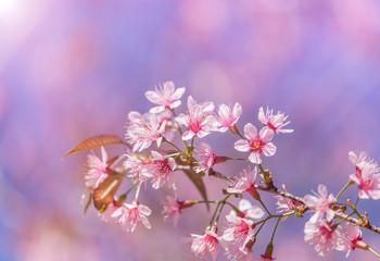 Close up Wild Himalayan Cherry blossoms (Prunus cerasoides) blooming on tree in season winter at Thailand with blue sky