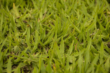 grama verde