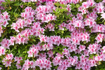 ピンクのツツジ