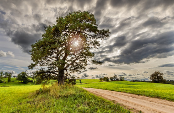 Countryside landscape with old lonely pine tree and dirty road