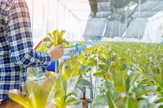 Farmer, Owner hydroponics vegetable farm in the greenhouse inspects the quality of the organic vegetables for harvest.