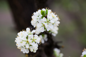 plum blossoms in spring