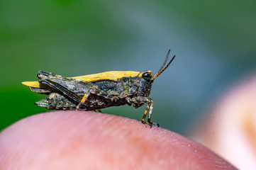 Grasshopper on my finger