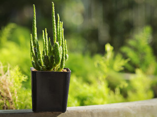 Pretty tall stalks cactus or succulent in a small flower pot on wooden balcony with green tree and leaves garden background and beautiful sun light in the morning or sunset